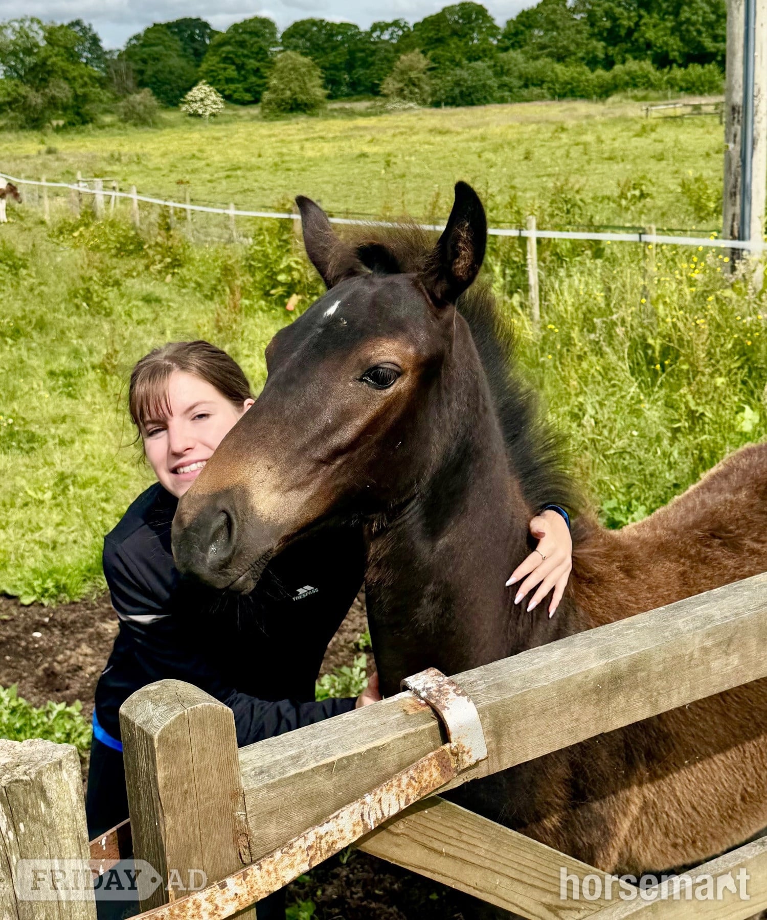 "Double Nigel" Dark Bay Colt Youngstock / Foal in Telford
