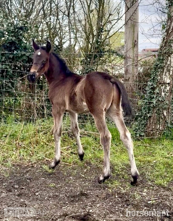 "Double Nigel" Dark Bay Colt Youngstock / Foal
