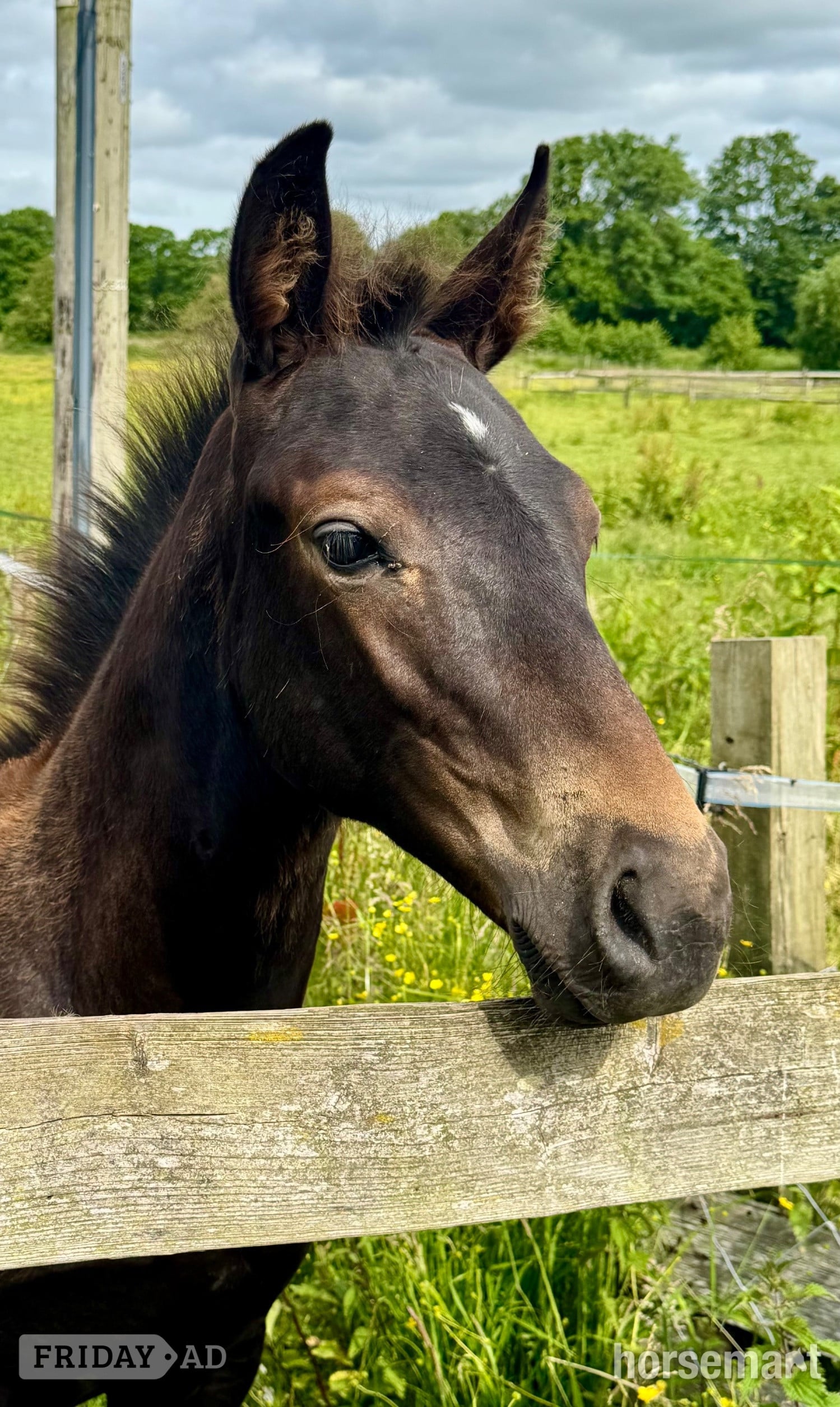 "Double Nigel" Dark Bay Colt Youngstock / Foal