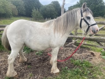 "Cody " Grey Gelding Cob/Heavy Horse