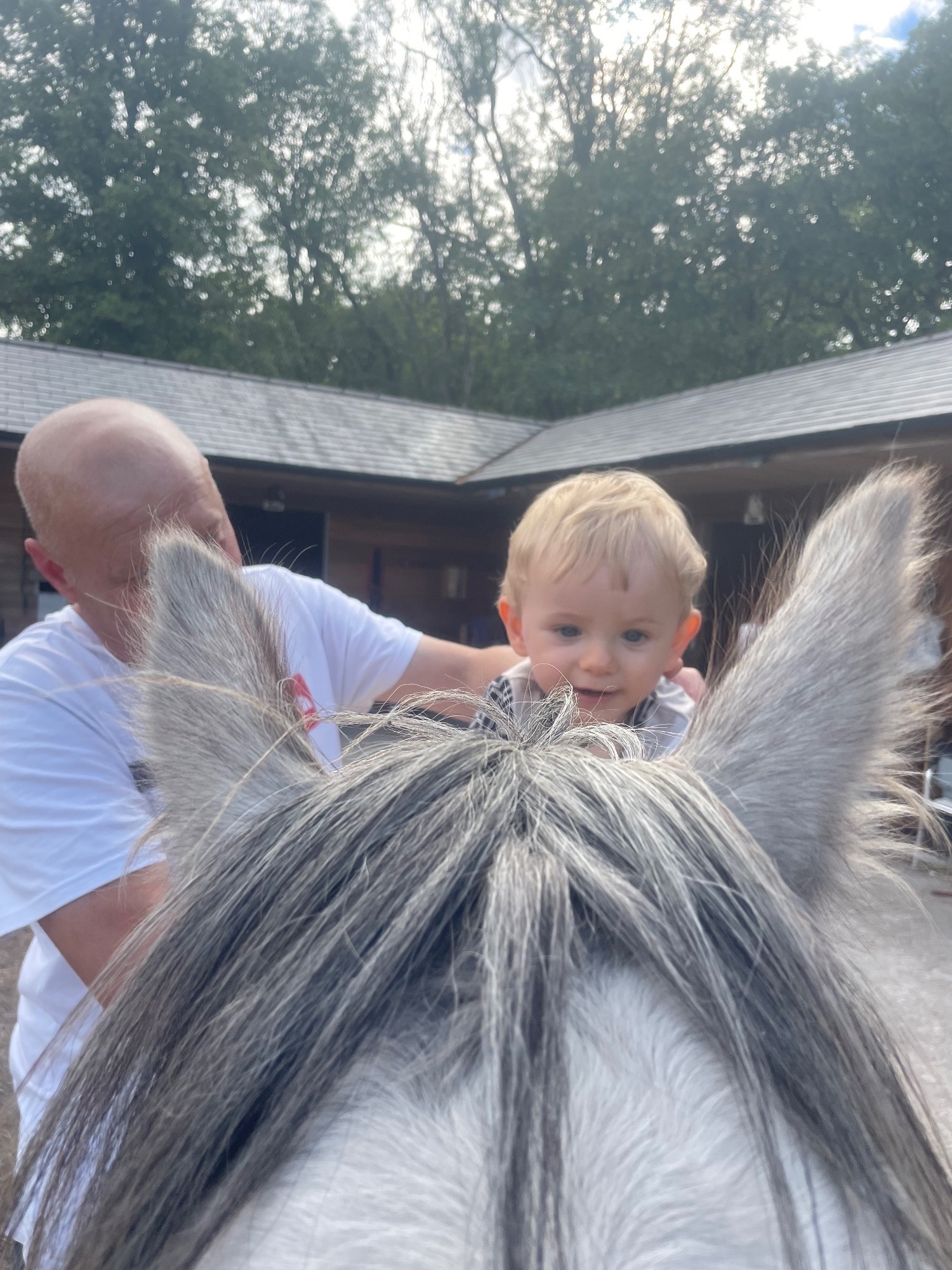 "Cody " Grey Gelding Cob/Heavy Horse