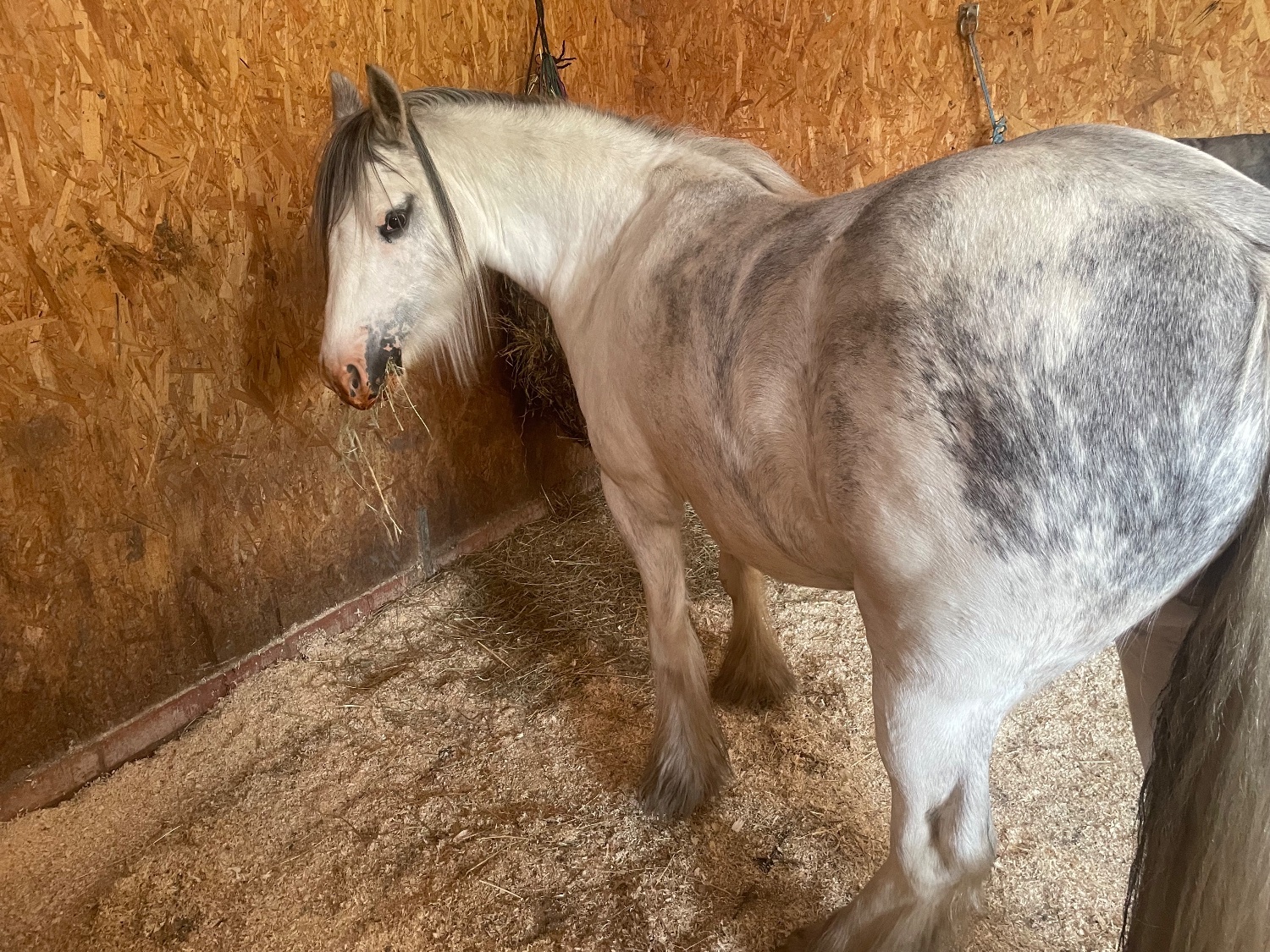 Chorley "Cody " Grey Gelding Cob/Heavy Horse