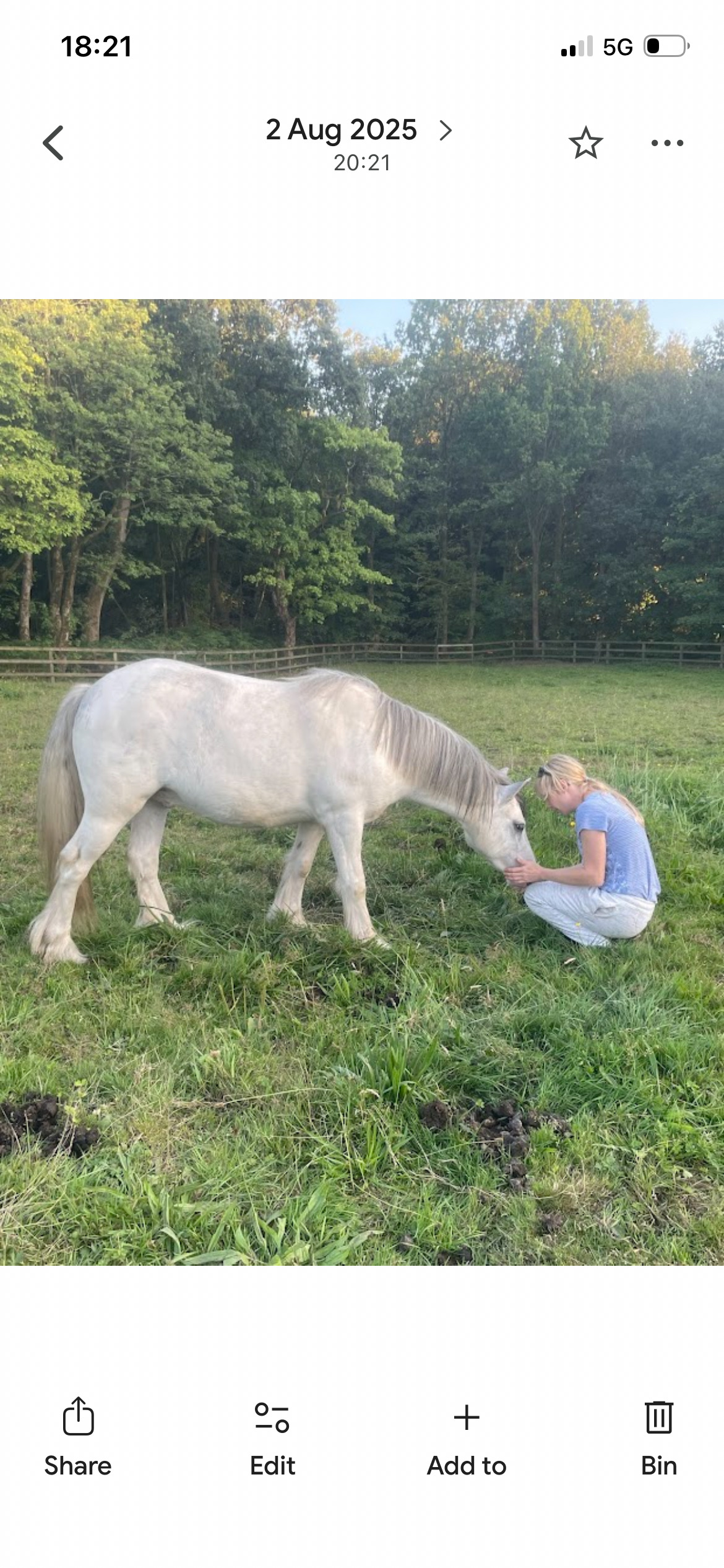 "Cody " Grey Gelding Cob/Heavy Horse - Horses in Chorley