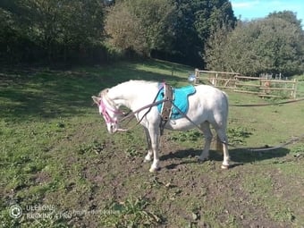 "Hollie " Grey Mare Lead Rein/First Ridden Pony