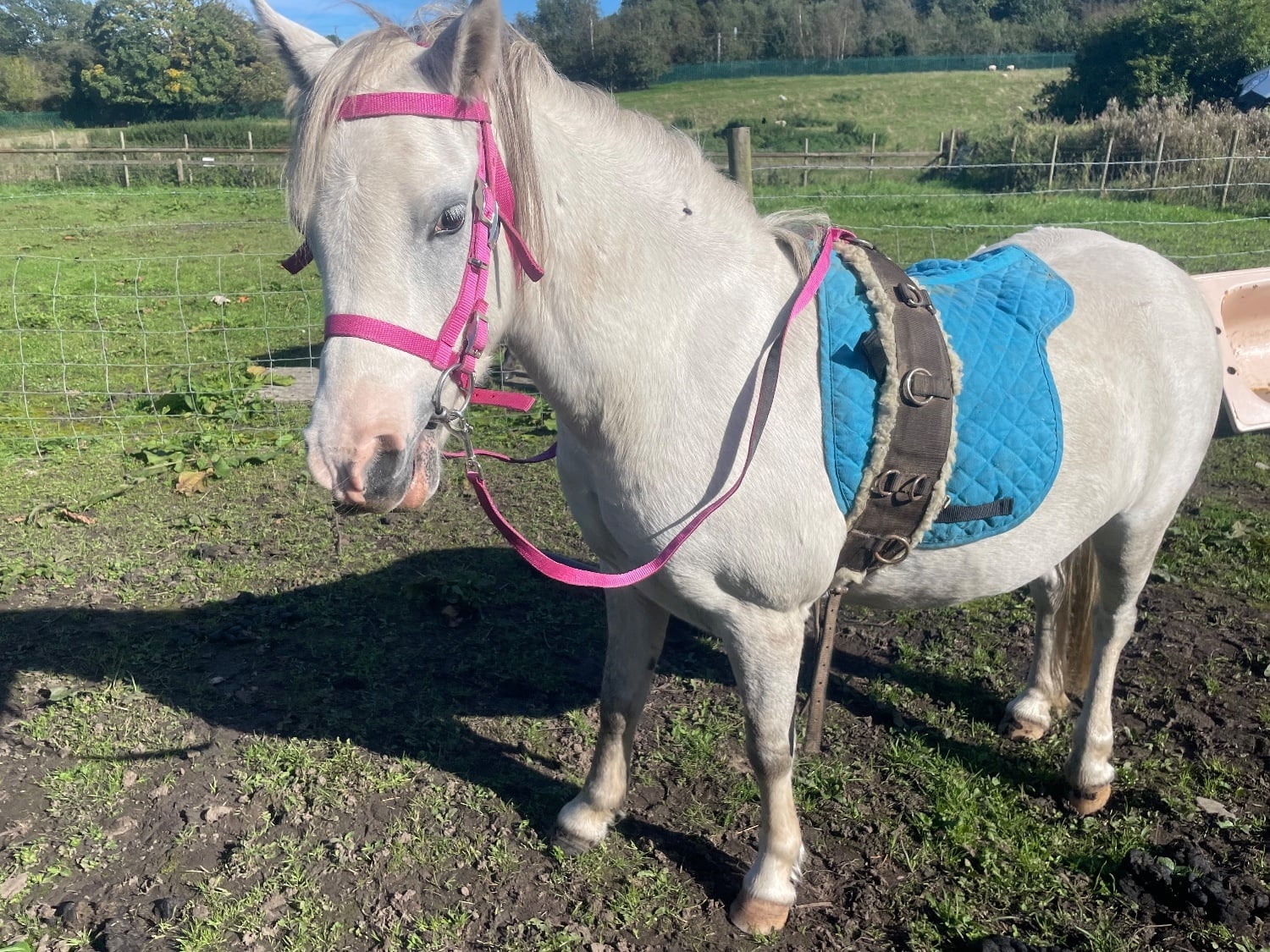 "Hollie " Grey Mare Lead Rein/First Ridden Pony