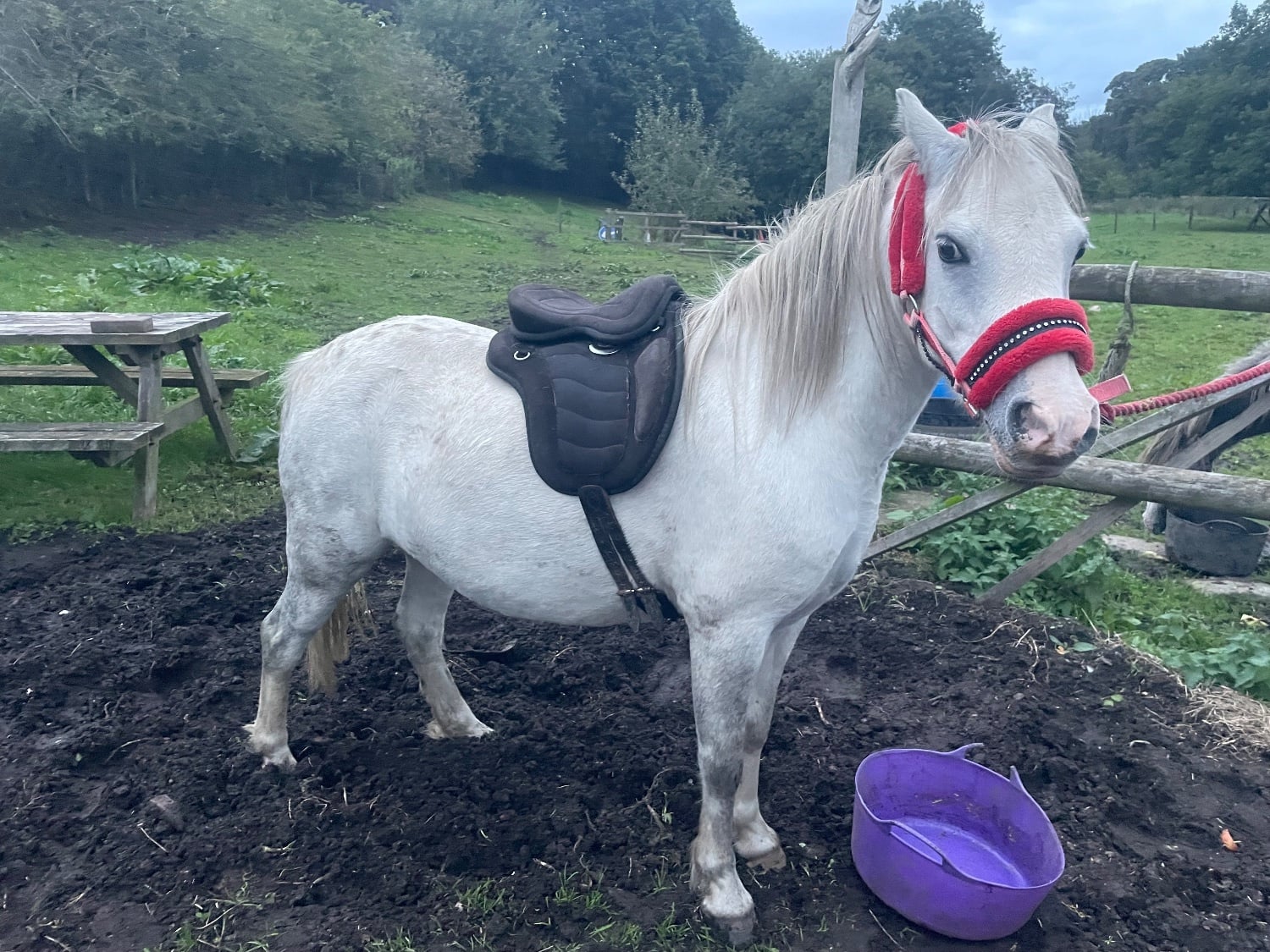 "Hollie " Grey Mare Lead Rein/First Ridden Pony - Horses in Chorley