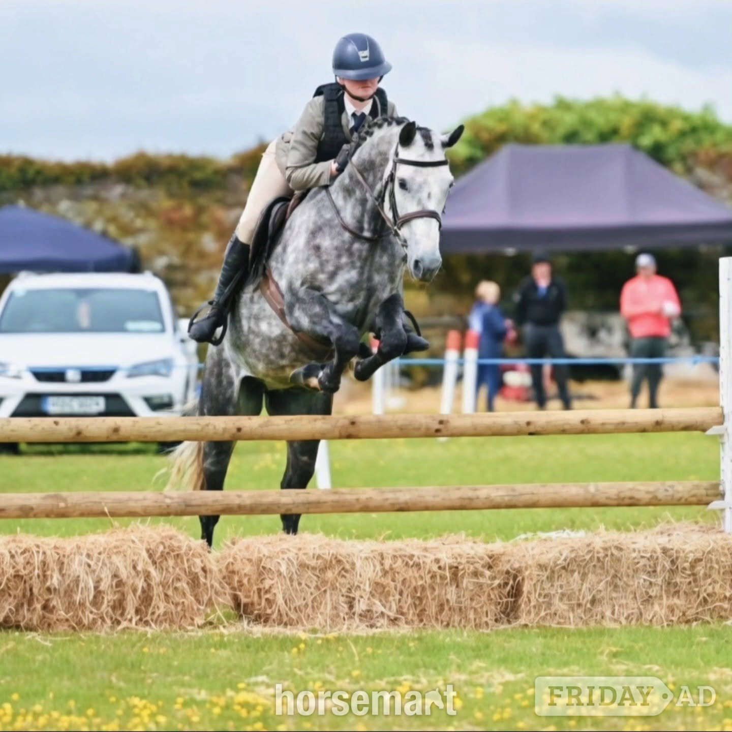 "SHERLOCK HOLMES " Dapple Grey Gelding Show Jumper - Horses in Ireland