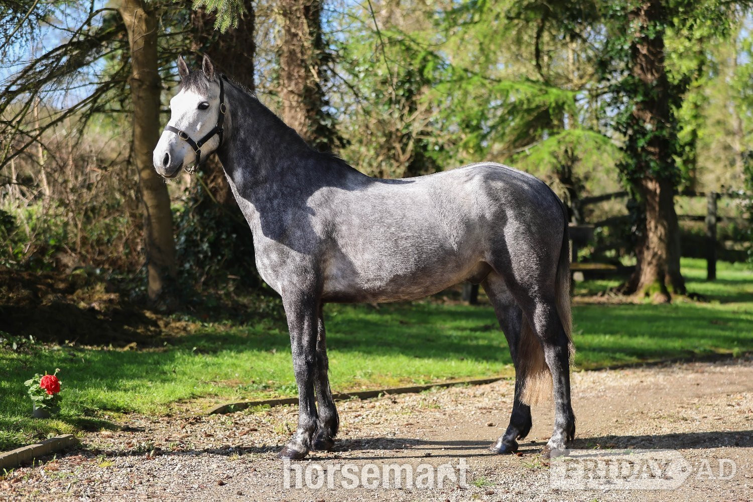 Ireland "SHERLOCK HOLMES " Dapple Grey Gelding Show Jumper
