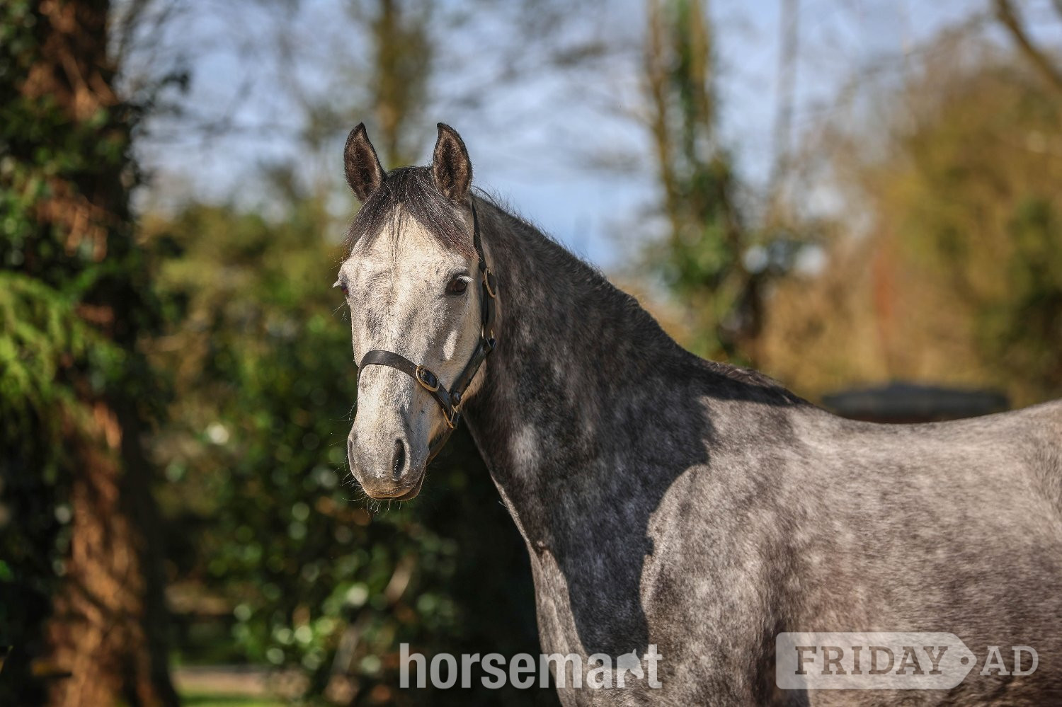 "SHERLOCK HOLMES " Dapple Grey Gelding Show Jumper in Ireland