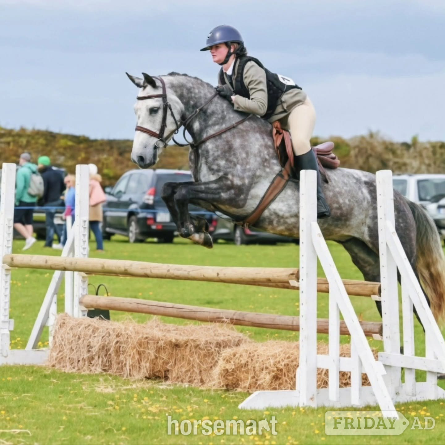 "SHERLOCK HOLMES " Dapple Grey Gelding Show Jumper
