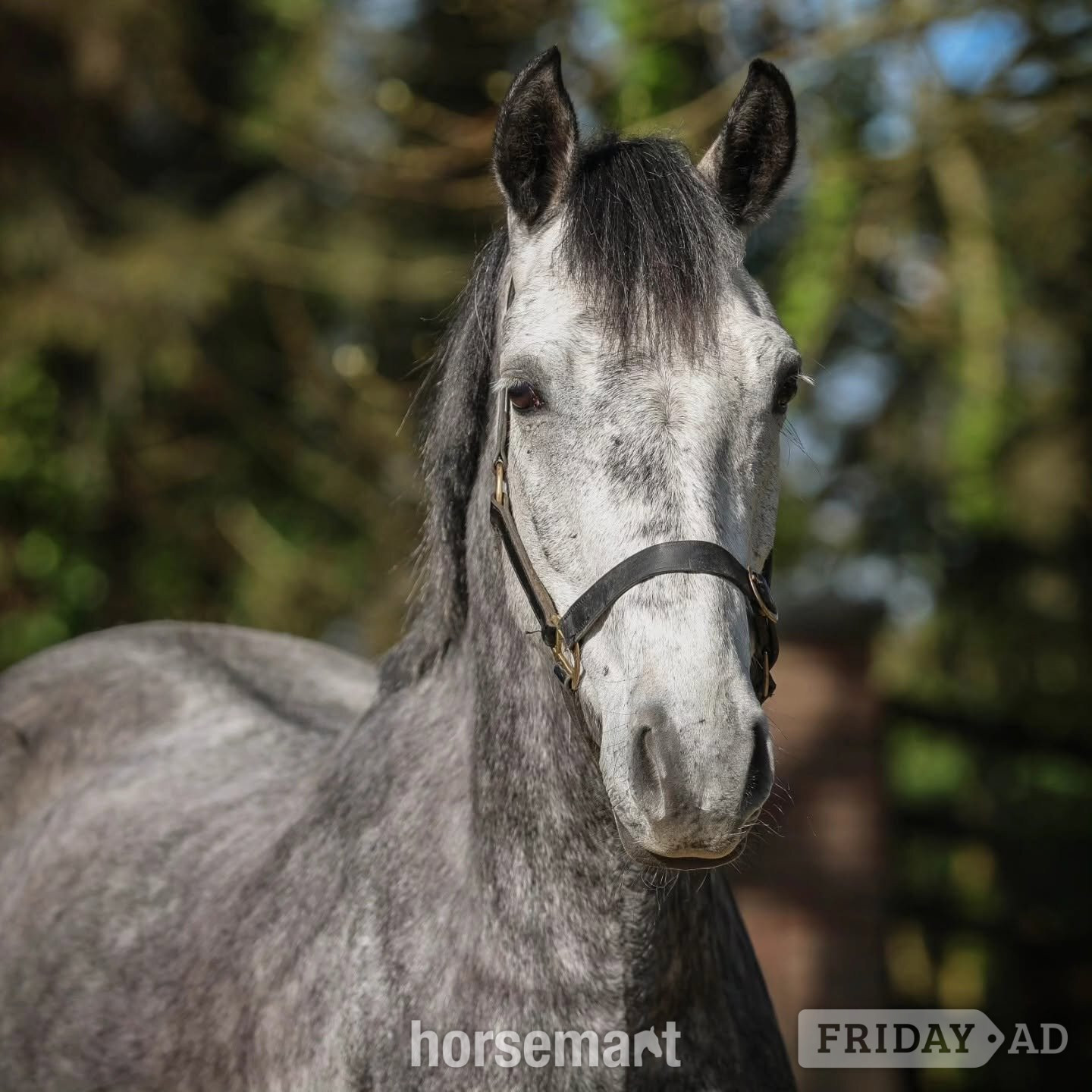 "SHERLOCK HOLMES " Dapple Grey Gelding Show Jumper - Horses