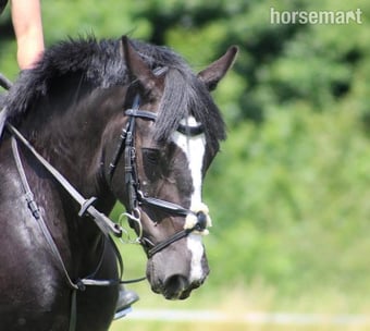 "Emily" Black Mare Pony Club Pony