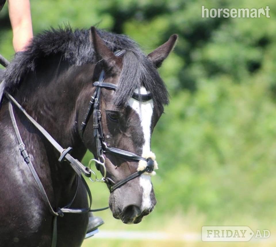 "Emily" Black Mare Pony Club Pony in Highclere