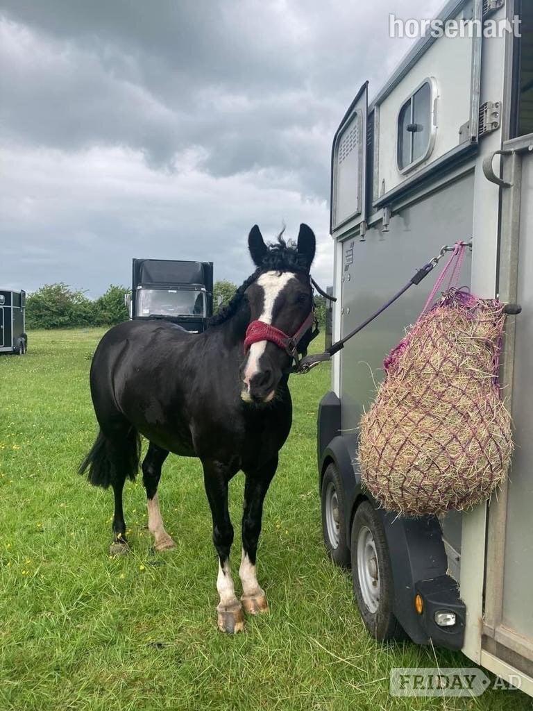 Highclere "Emily" Black Mare Pony Club Pony