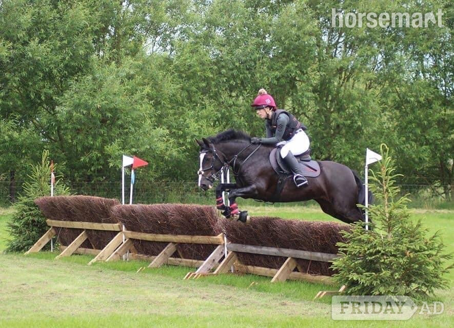 "Emily" Black Mare Pony Club Pony