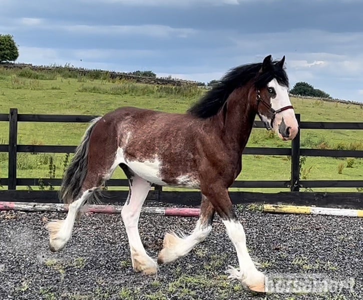 "Clydesdale " Bay Roan Gelding Cob/Heavy Horse in Leeds