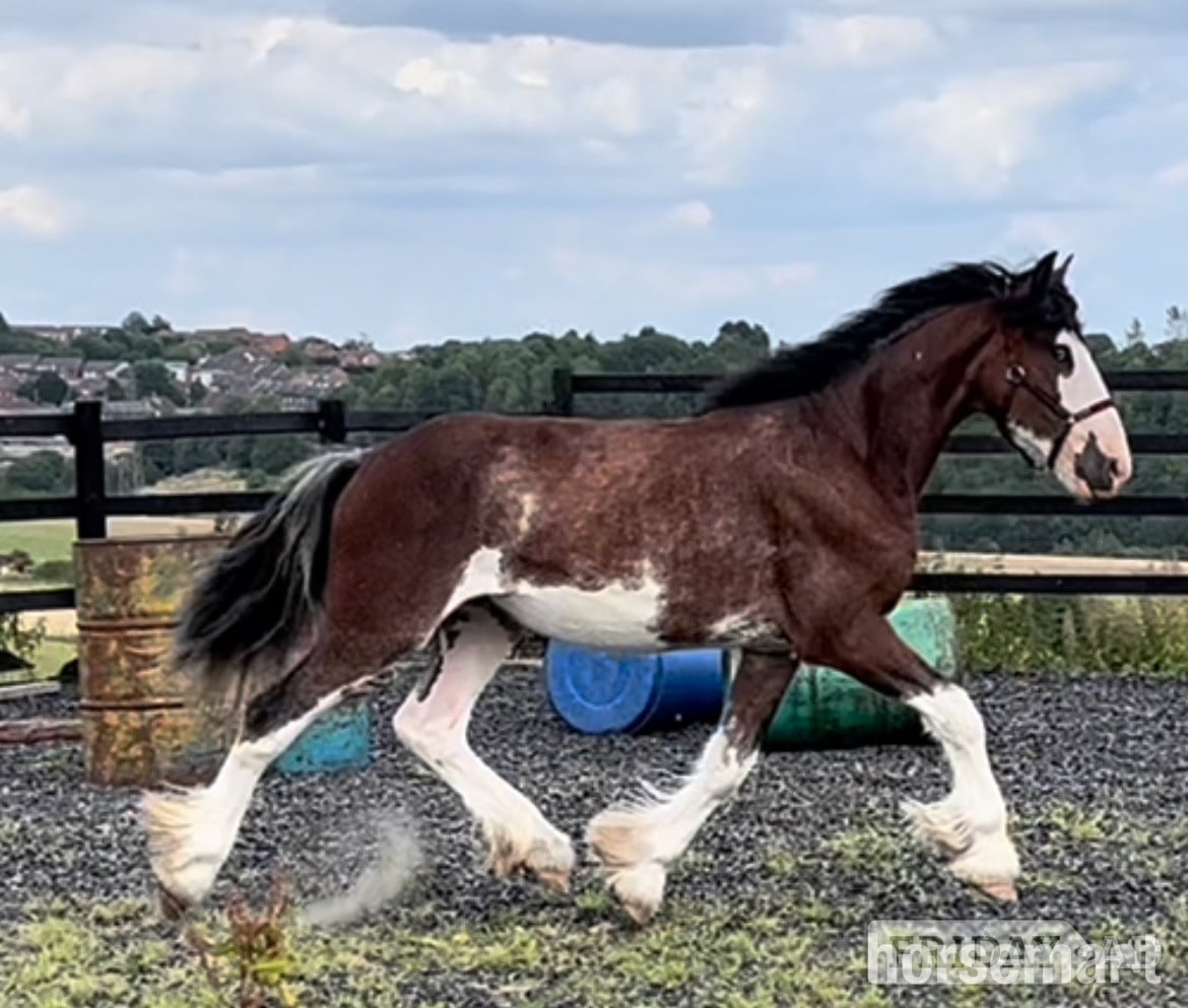 "Clydesdale " Bay Roan Gelding Cob/Heavy Horse