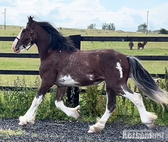 Leeds "Clydesdale " Bay Roan Gelding Cob/Heavy Horse