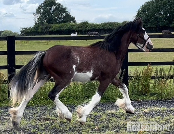 "Clydesdale " Bay Roan Gelding Cob/Heavy Horse - Horses in Leeds