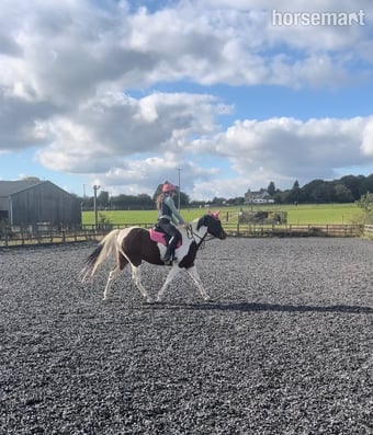 "Maddie" Skewbald Mare All Rounder