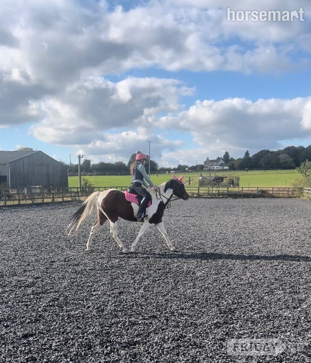 "Maddie" Skewbald Mare All Rounder in Sheffield