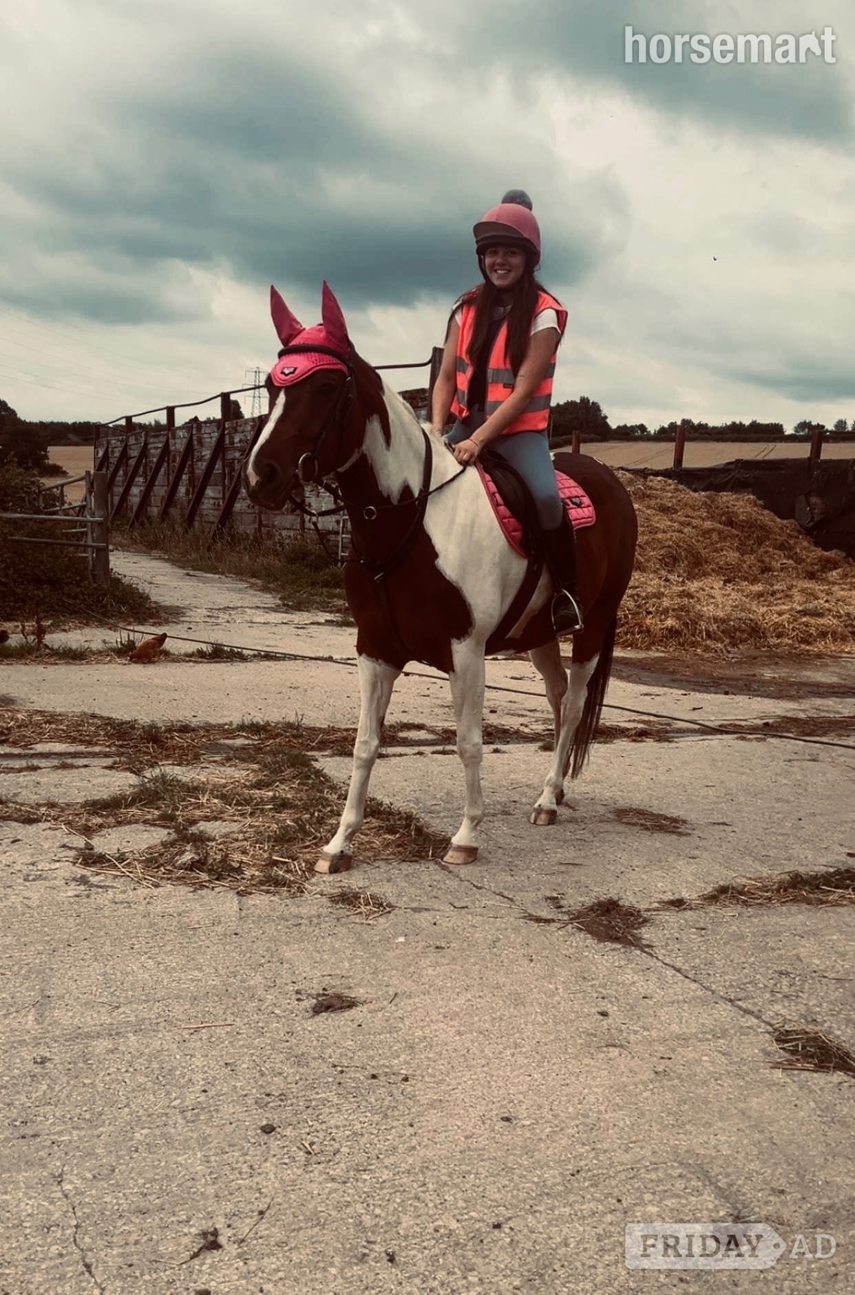 Sheffield "Maddie" Skewbald Mare All Rounder