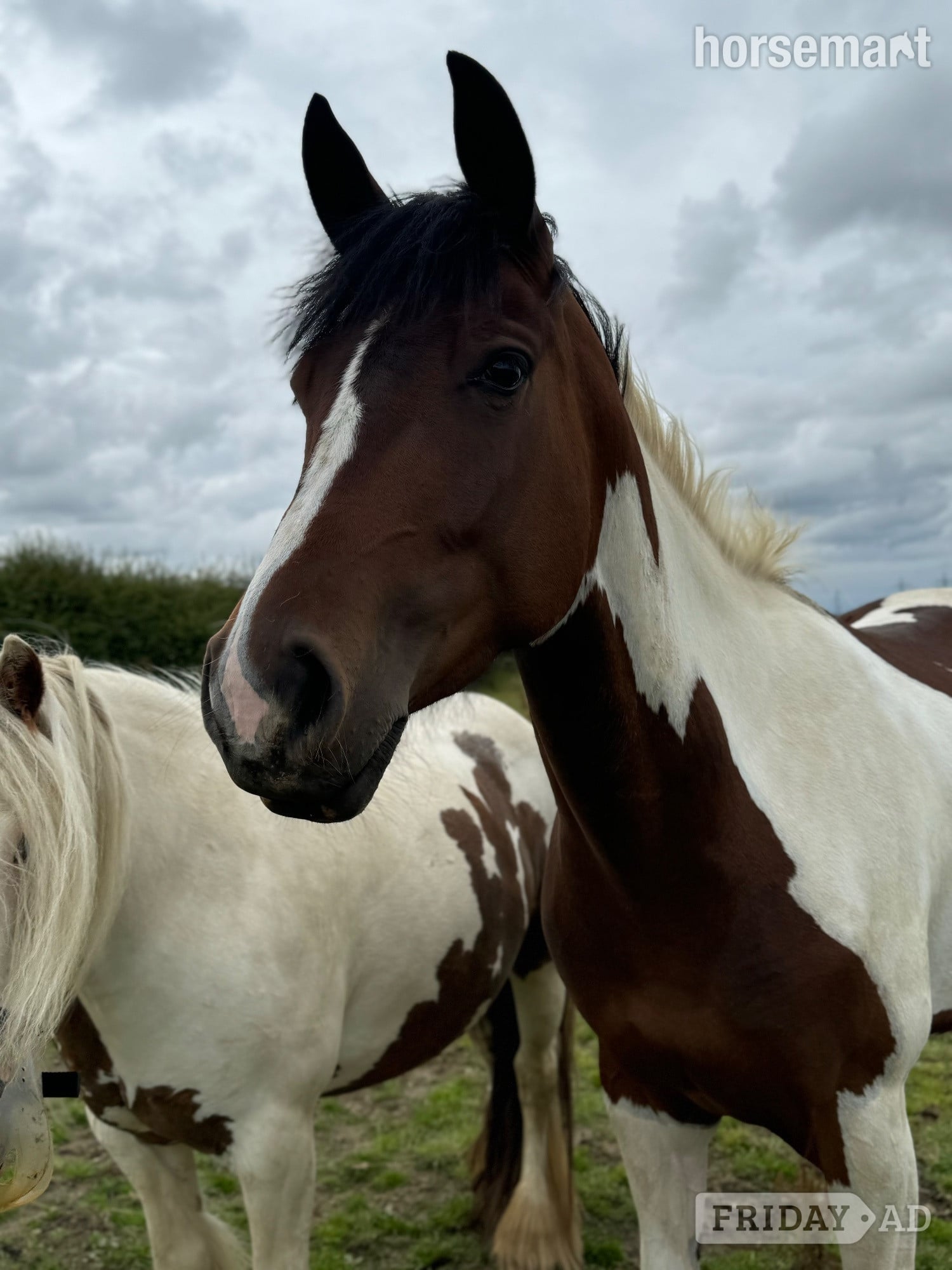 "Maddie" Skewbald Mare All Rounder - Horses