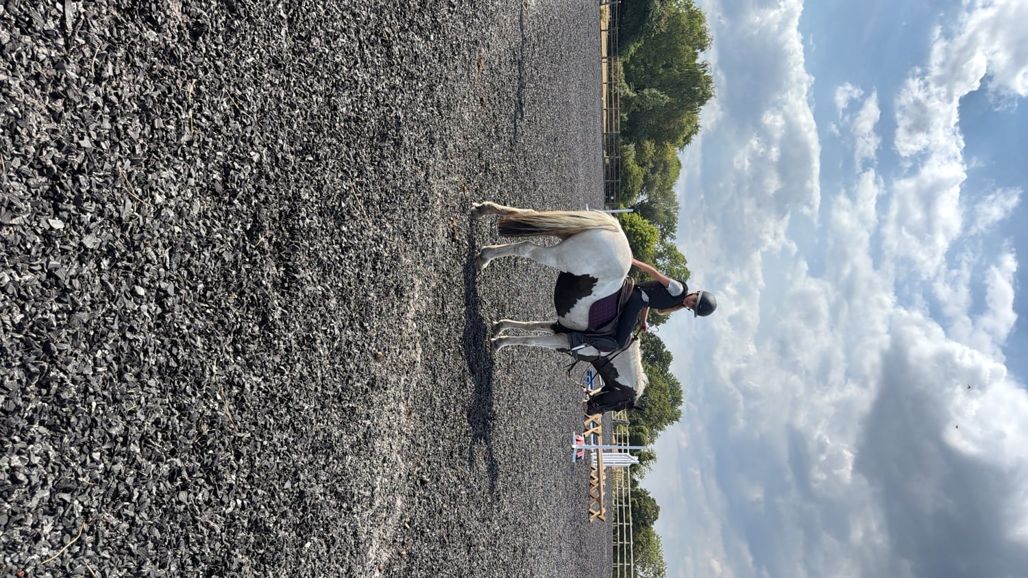 "Oreo" Piebald Mare Pony Club Pony