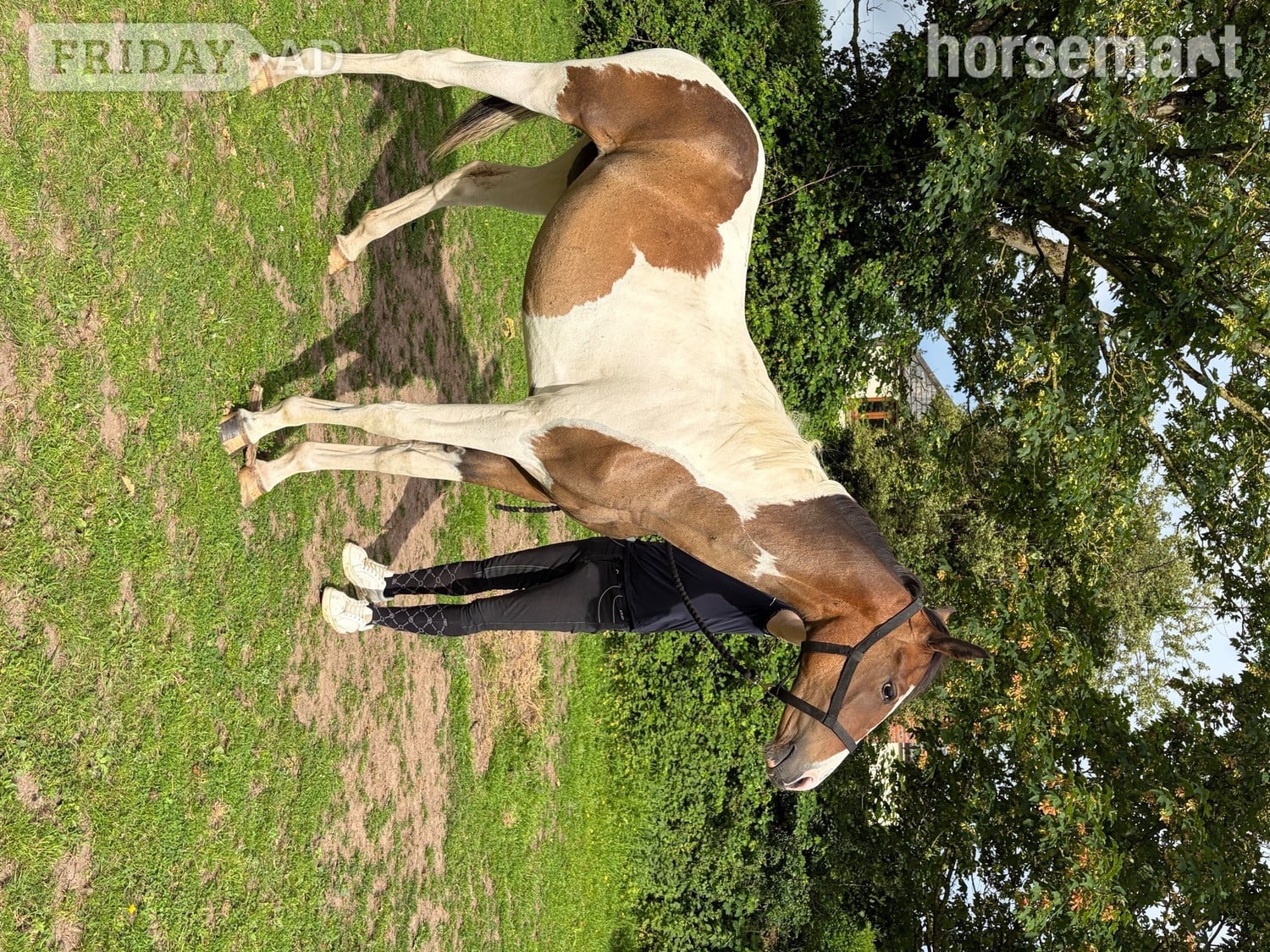 "Fern" Coloured Filly Youngstock / Foal