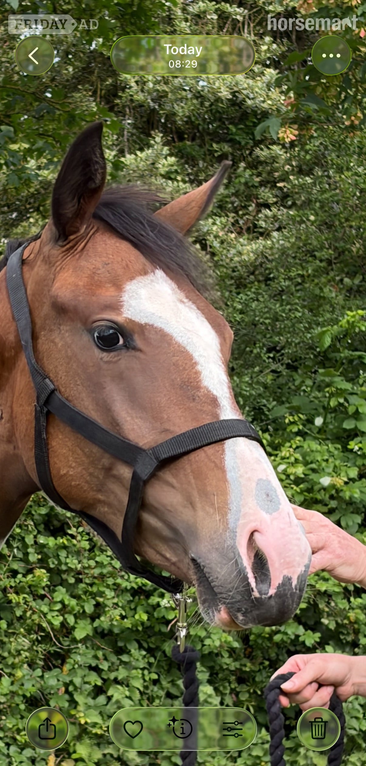 "Fern" Coloured Filly Youngstock / Foal in Chester