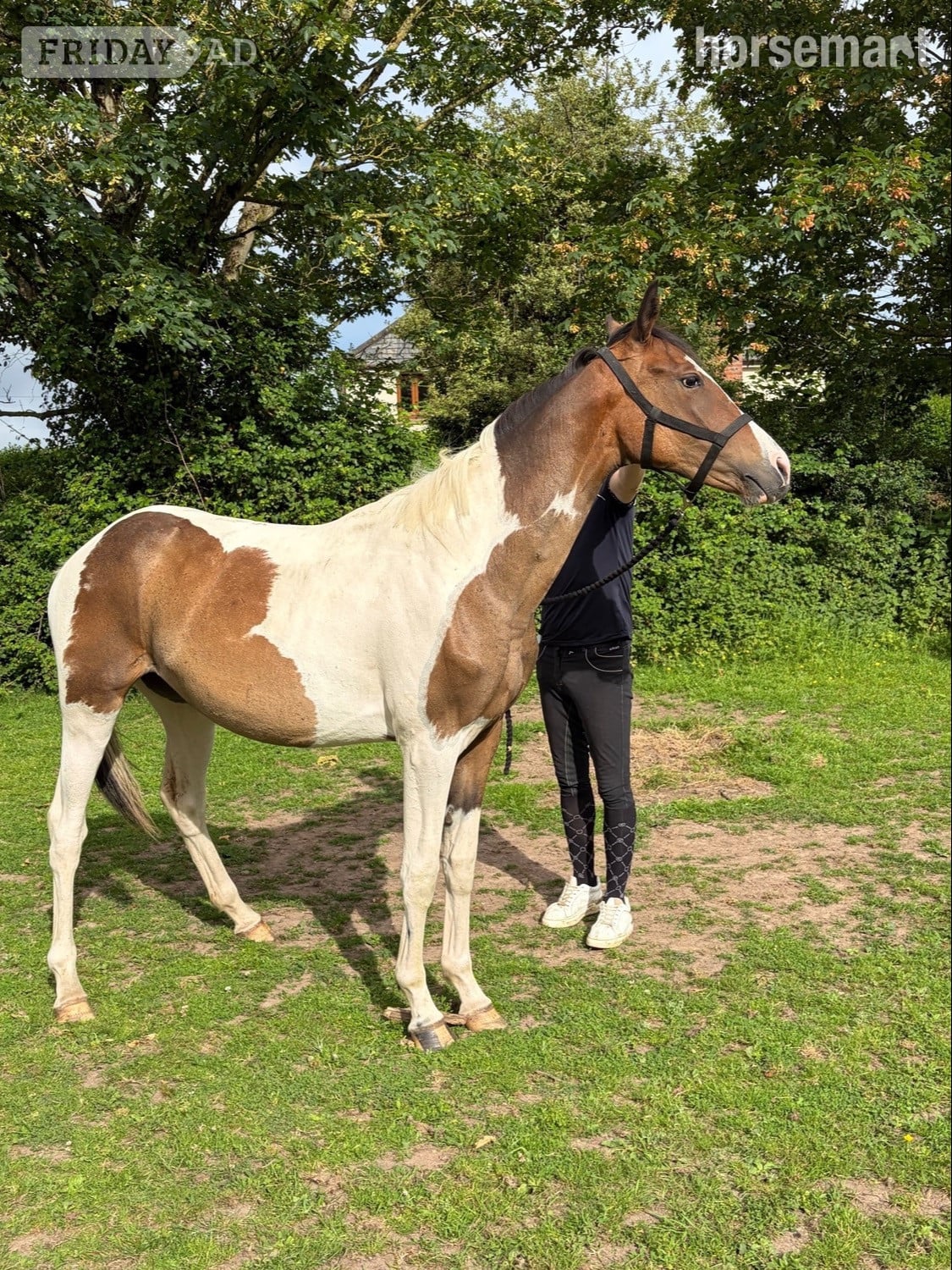 "Fern" Coloured Filly Youngstock / Foal in Chester