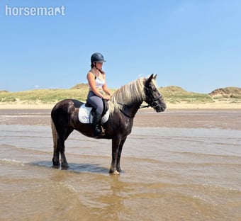 "Coco " Silver Dun Mare All Rounder