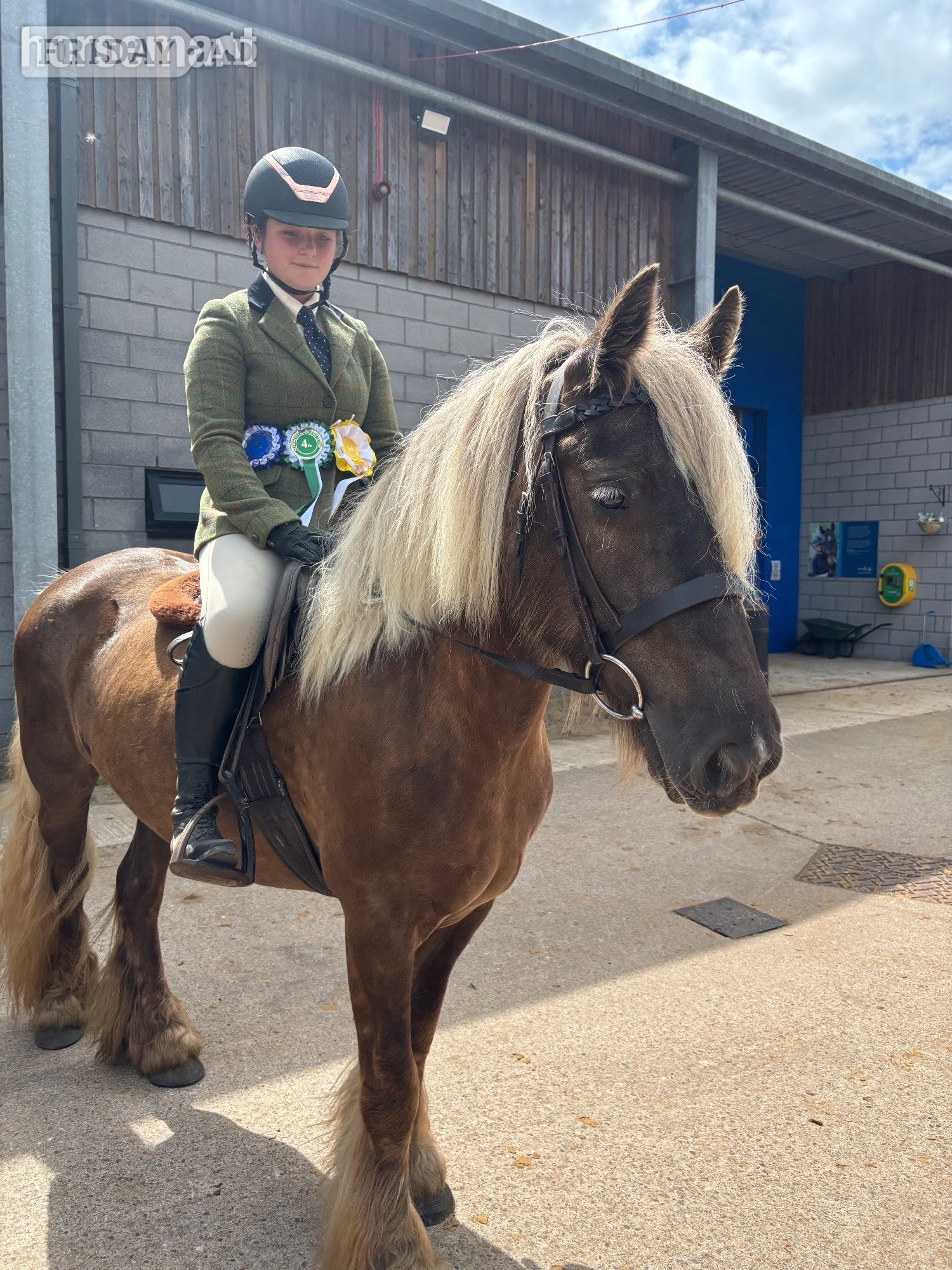 "Coco " Silver Dun Mare All Rounder