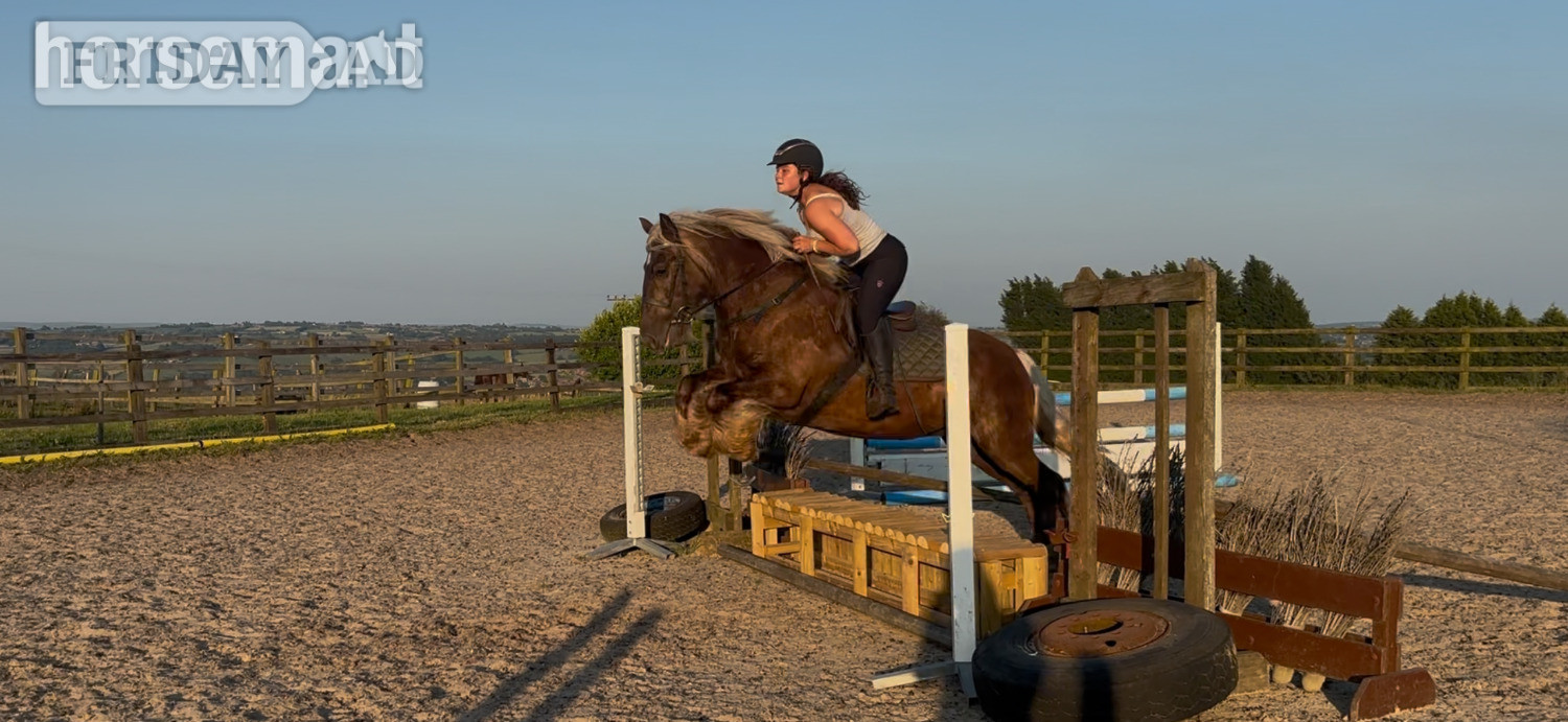 "Coco " Silver Dun Mare All Rounder - Horses in Mow Cop