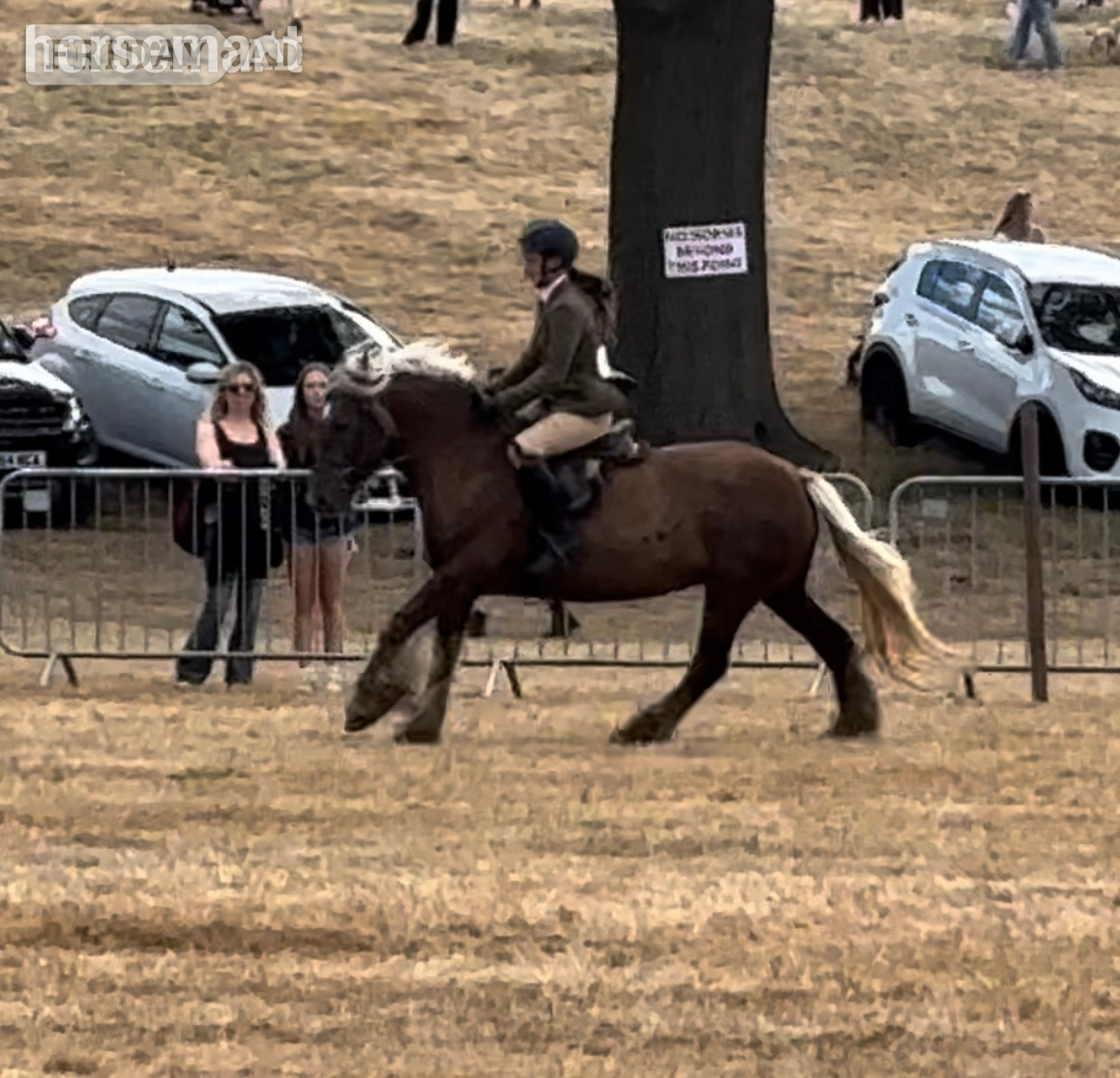"Coco " Silver Dun Mare All Rounder - Horses