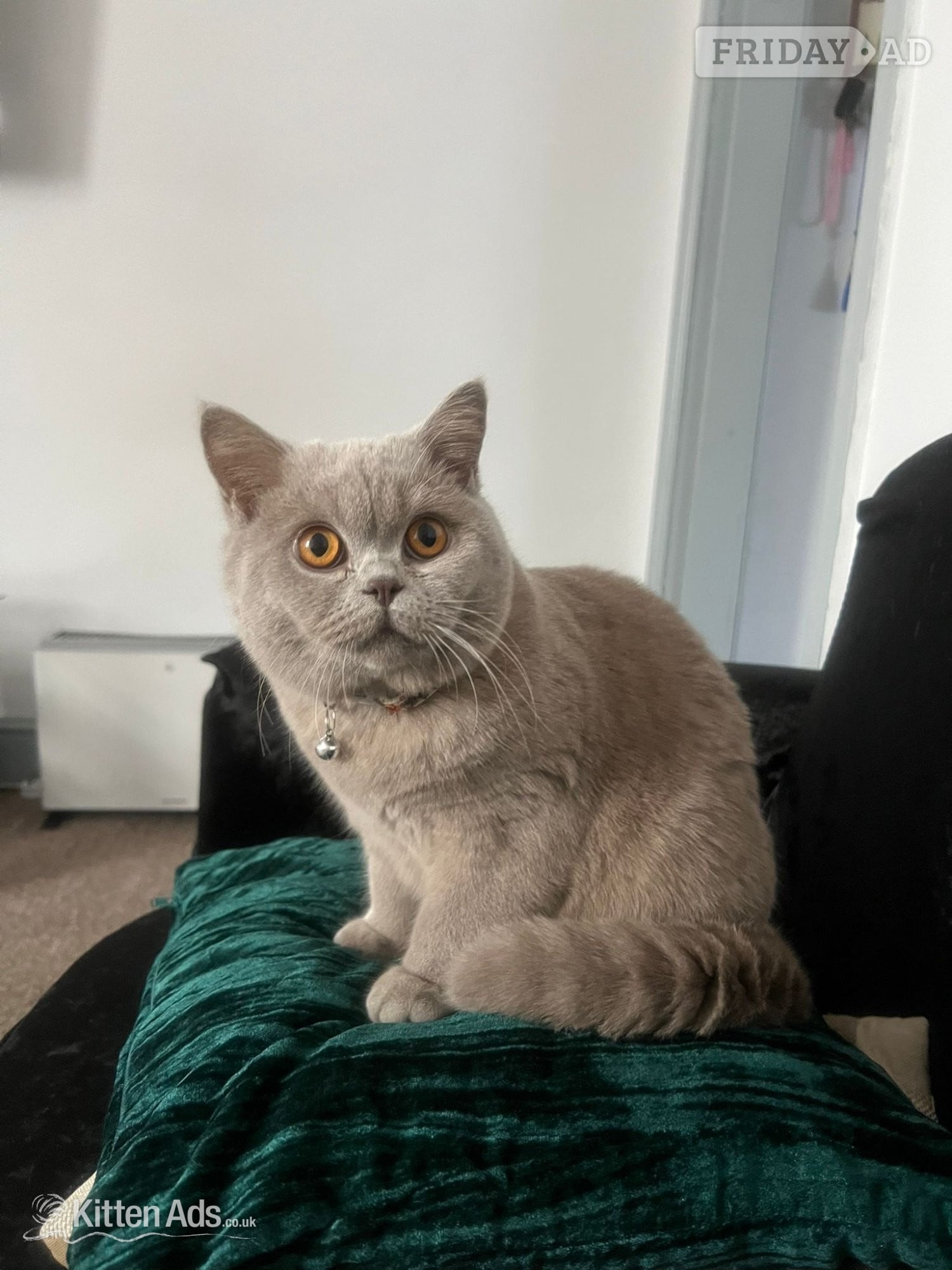 Laila - Grey British Shorthair in Burton-On-Trent