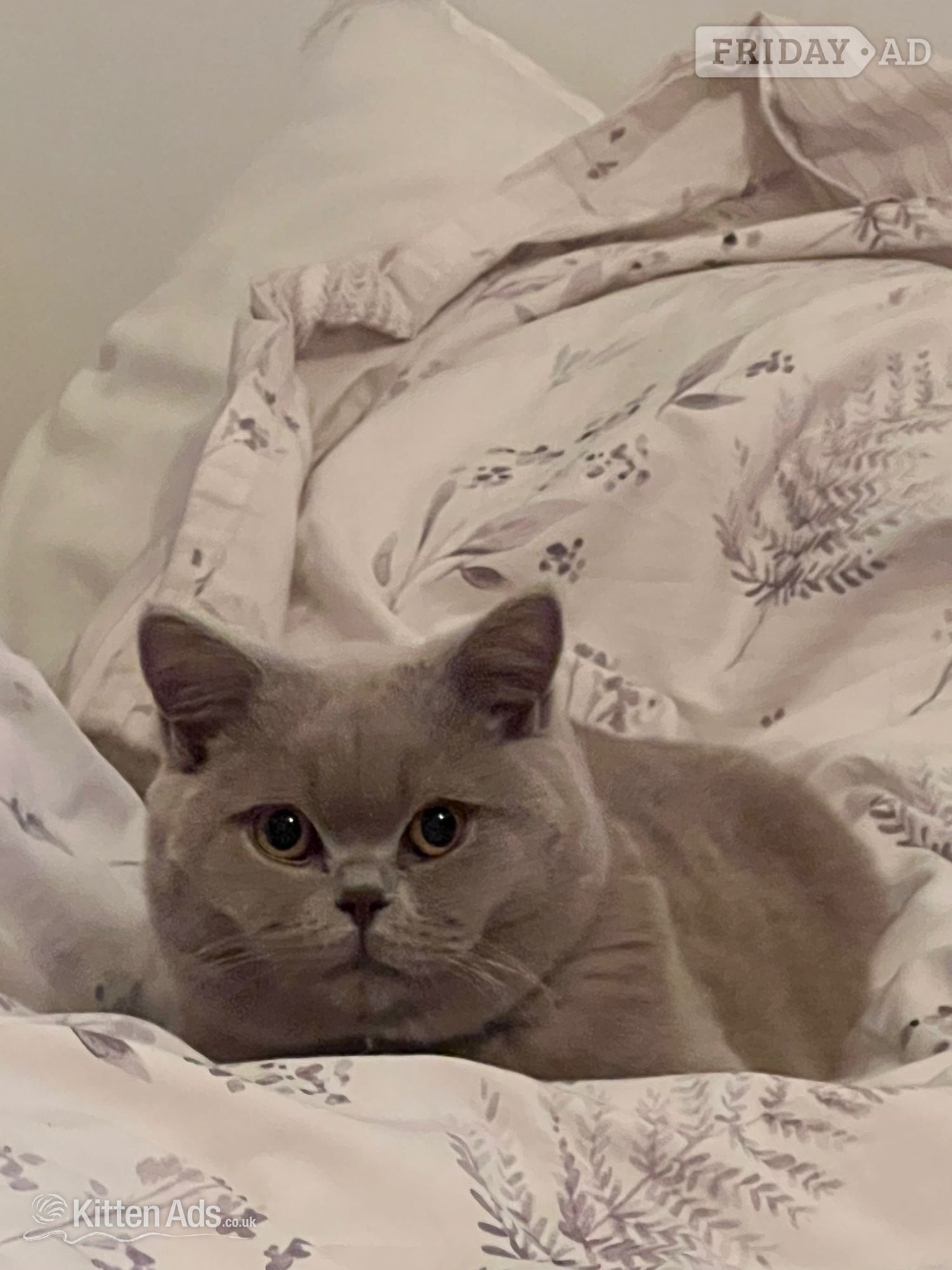 Laila - Grey British Shorthair