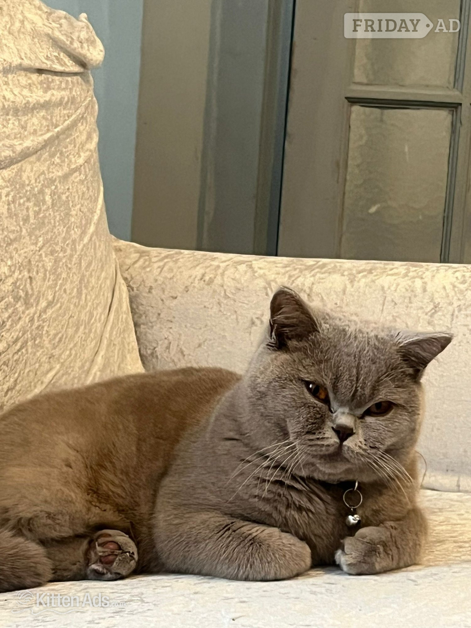Burton-On-Trent Laila - Grey British Shorthair