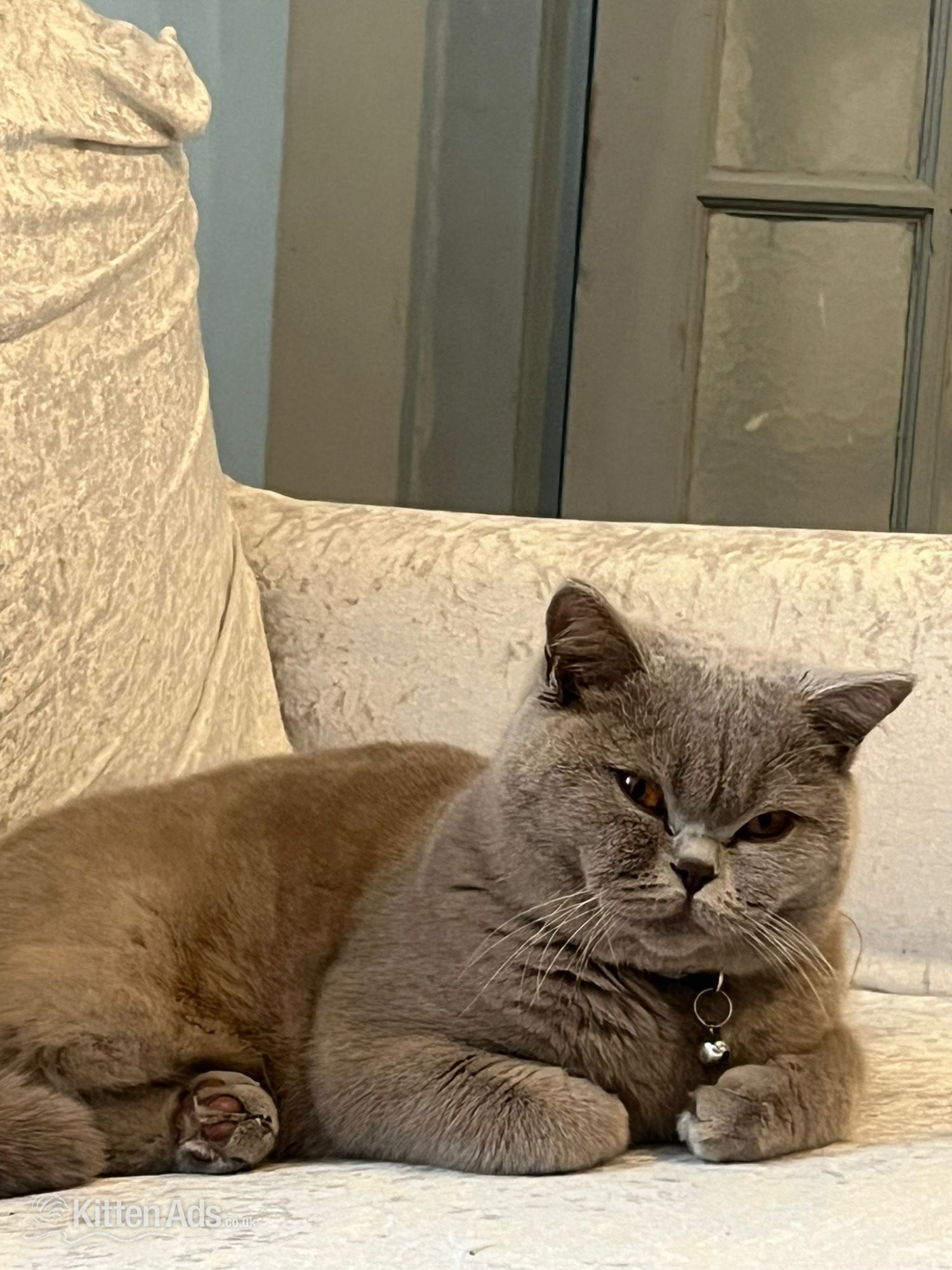 Burton-On-Trent Laila - Grey British Shorthair
