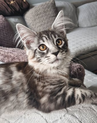 Adorable kitten looking for new home