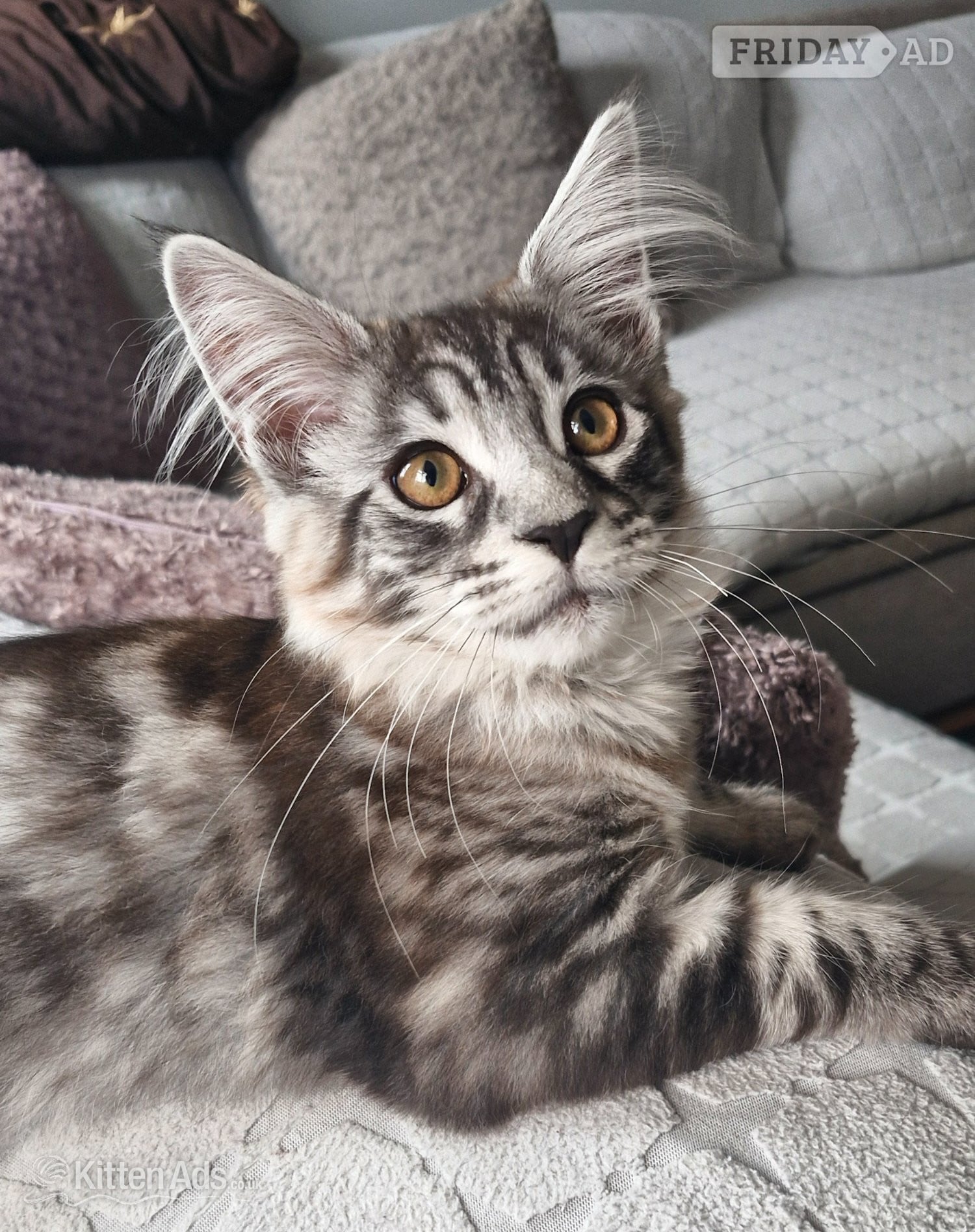 Adorable kitten looking for new home in Boston