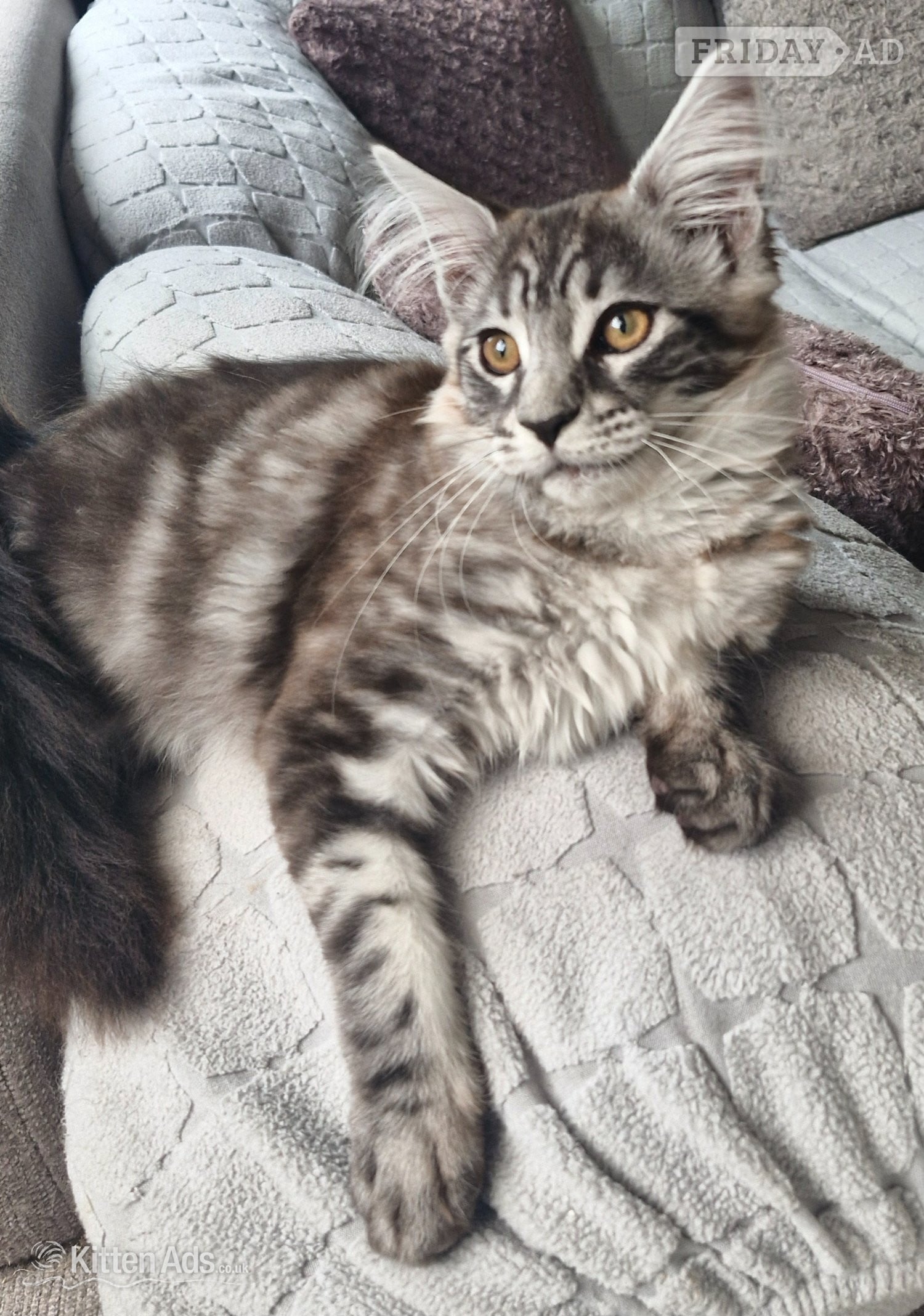 Adorable kitten looking for new home