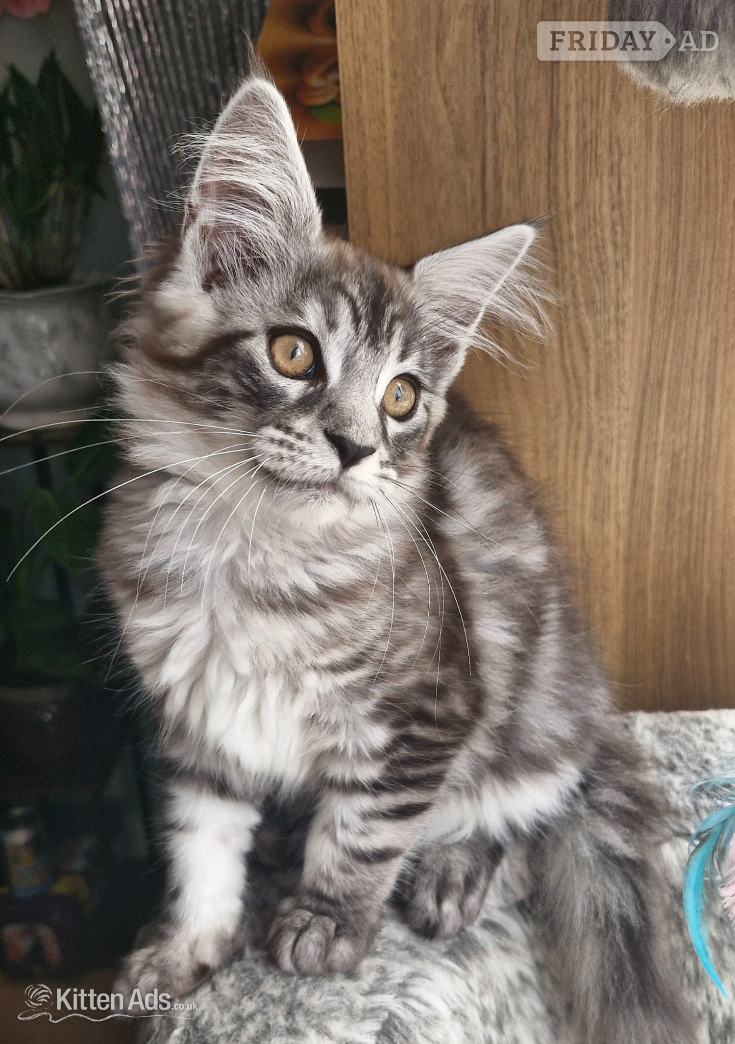 Boston Adorable kitten looking for new home