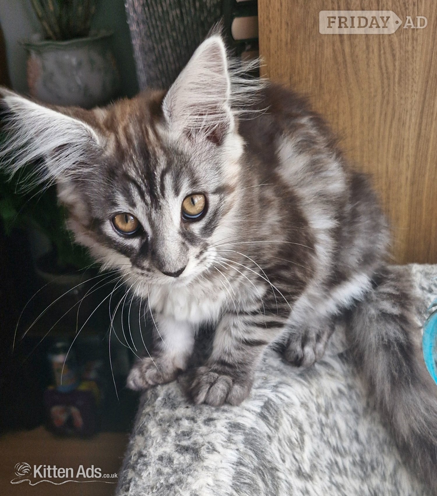 Adorable kitten looking for new home - Cats & Kittens in Boston