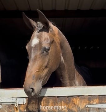 "World Class " Bay Filly Young Sport Horse