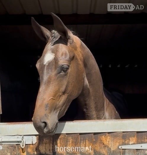 "World Class " Bay Filly Young Sport Horse in Newbury