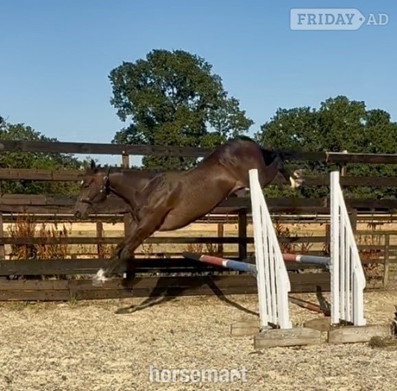 "World Class " Bay Filly Young Sport Horse