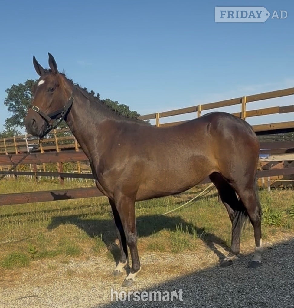 Newbury "World Class " Bay Filly Young Sport Horse