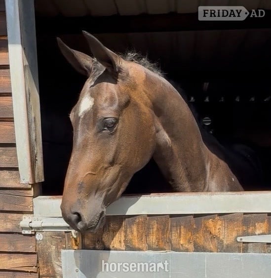 "World Class " Bay Filly Young Sport Horse - Horses in Newbury