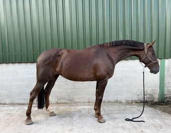 "Nessy WL " Liver Chestnut Mare Show Jumper